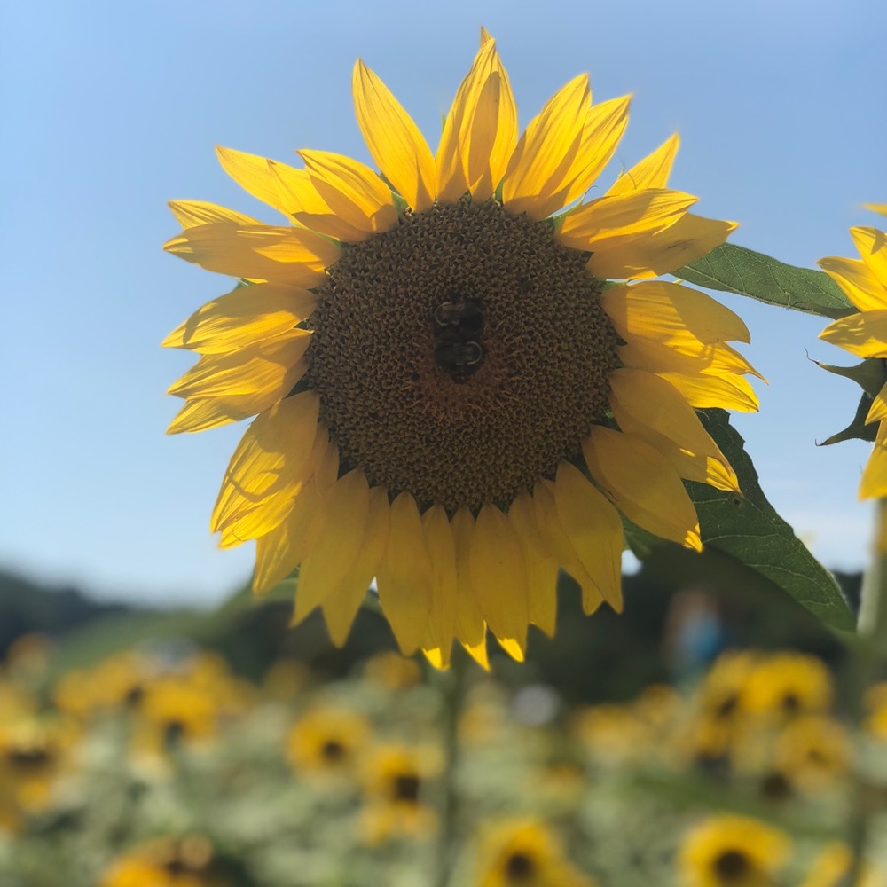 Meet your Posher, Carolyn